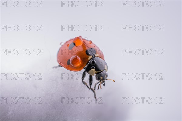 Beautiful photo of red ladybug walking on a cotton