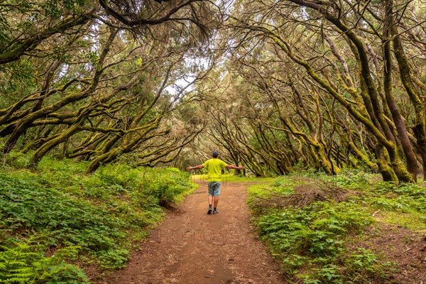 A man trekking on the trail in the mossy tree forest of Garajonay National Park