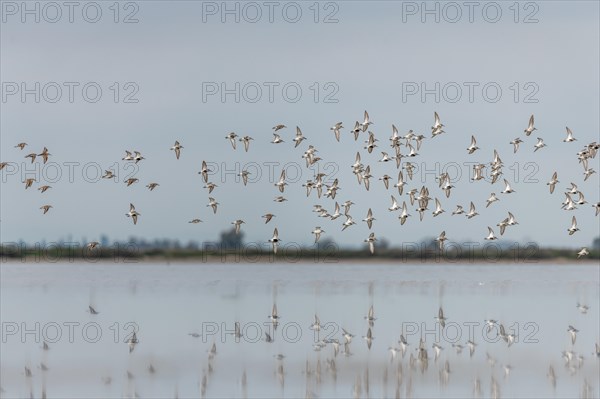 Shorebirds