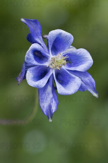 Columbine