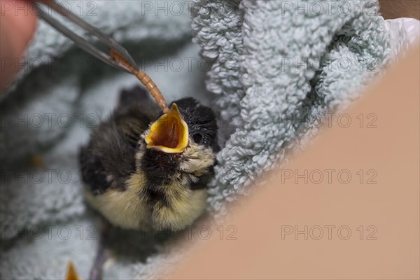 Young great tit