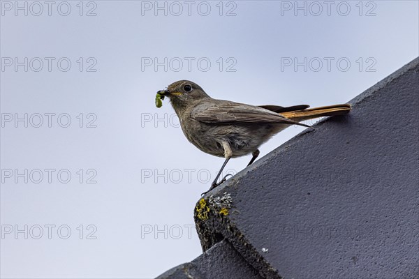 Black Redstart