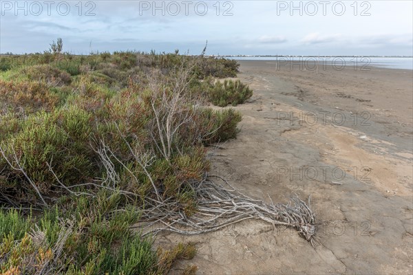 Typical landscape in a lagoon of the Rhone delta in the Camargue. Saintes Maries de la Mer