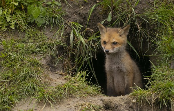 Young red fox