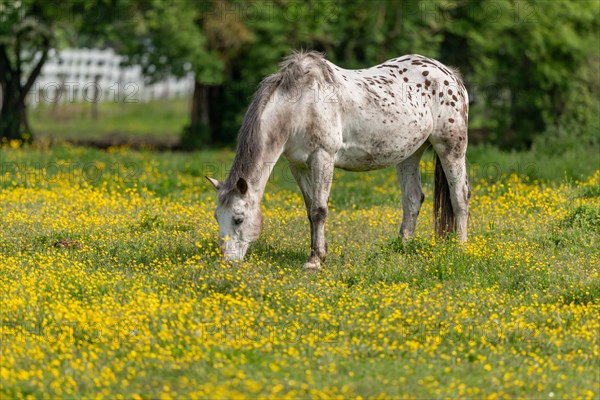 Horse in a green pasture filled with yellow buttercups. Bas-Rhin