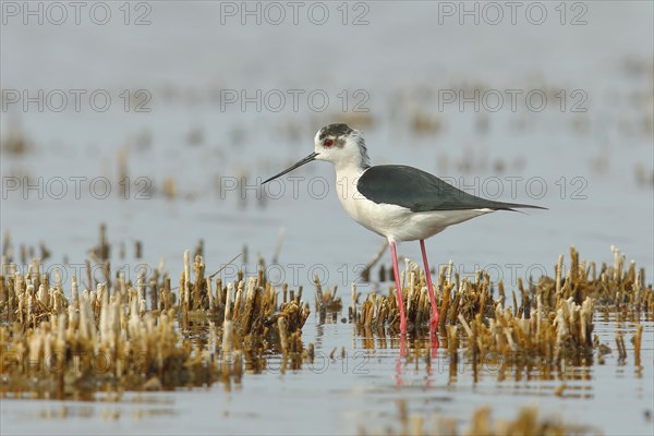 Black-winged Stilt