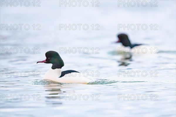 Common merganser