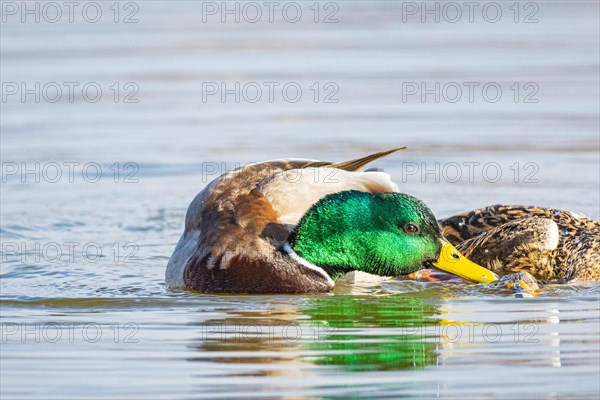 Mallard