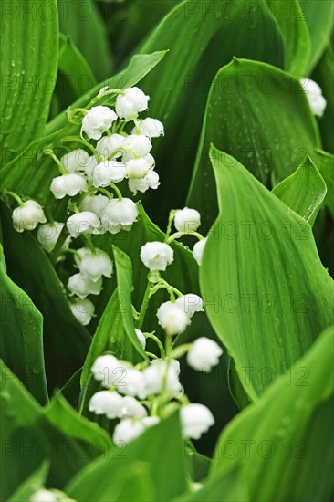 Lily of the valley