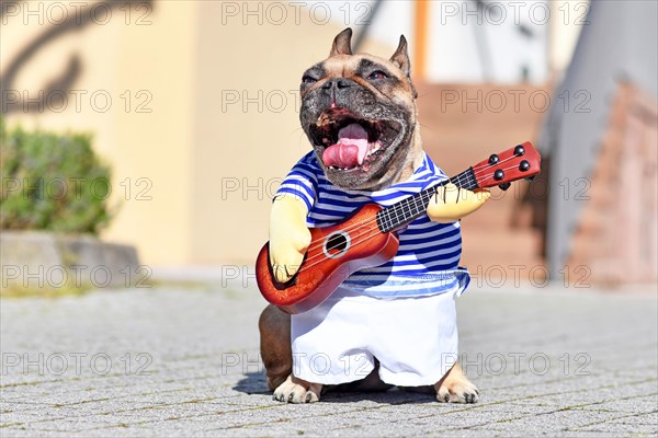 French Bulldog dog with mouth wide open as if singing