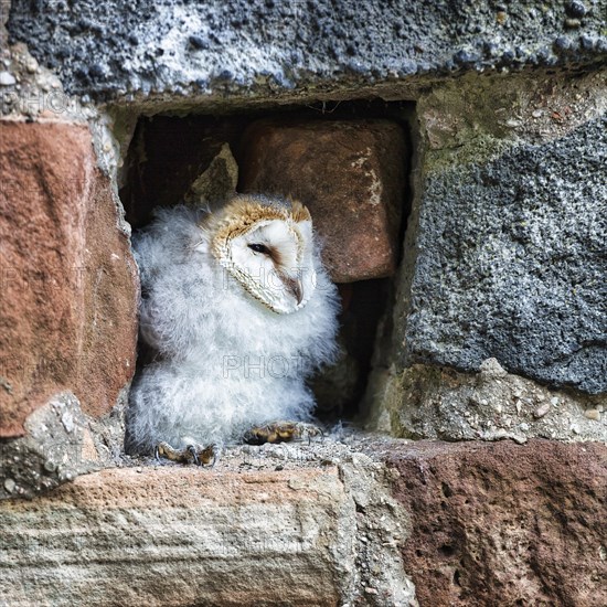 Common barn owl