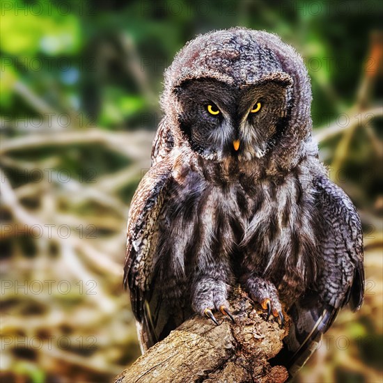 Great Grey Owl