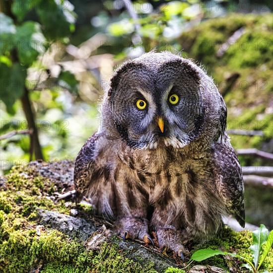 Great Grey Owl