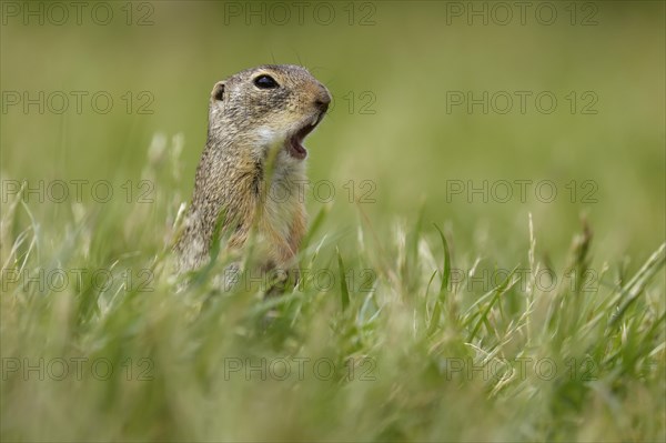 Gopher