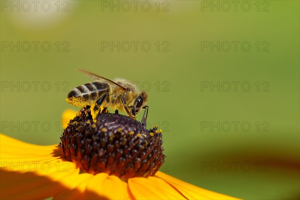 European honey bee