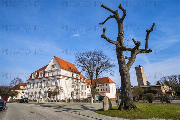 Moltke lime tree in front of Zehdenick district court