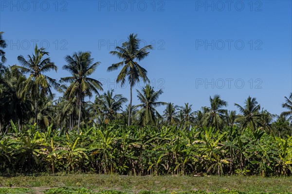 Green oasis of Salalah