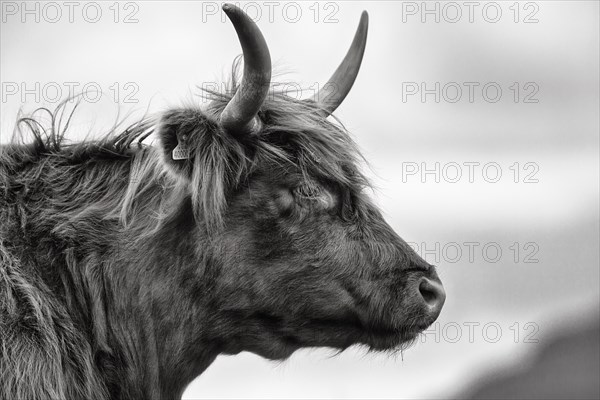 Scottish Highland Cattle