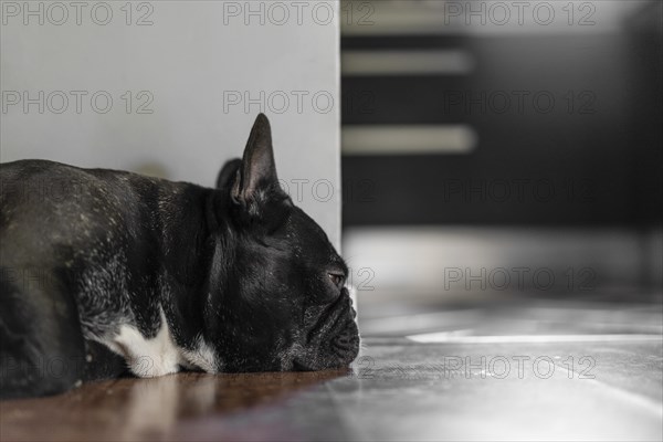 Cute french bulldog is sleeping on the floor