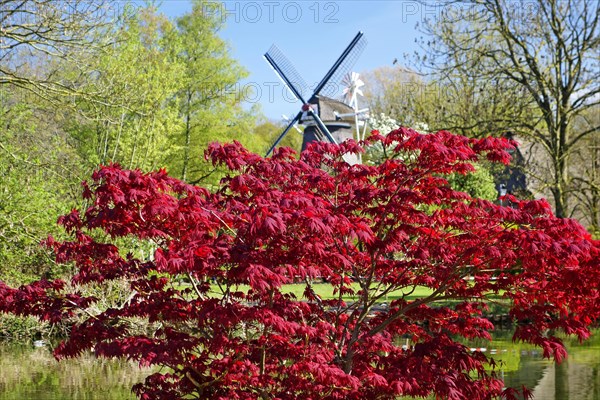 Japanese maple