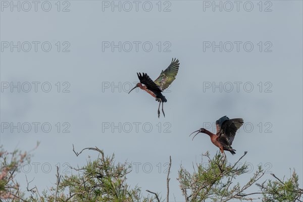 Glossy Ibis