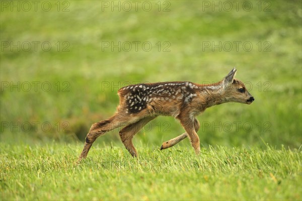 European roe deer