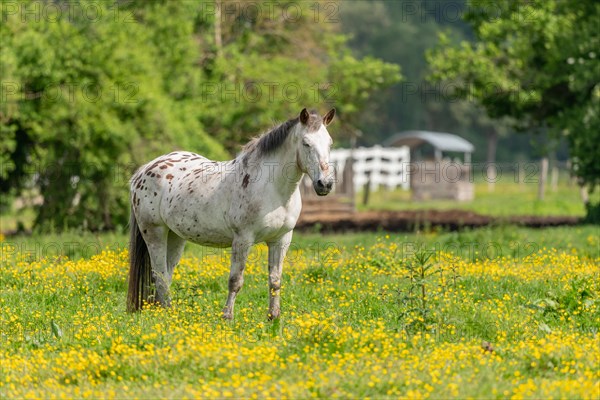 Horse in a green pasture filled with yellow buttercups. Bas-Rhin