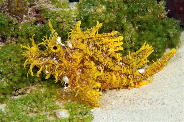 Lateral view of Yellow popeyed scorpionfish