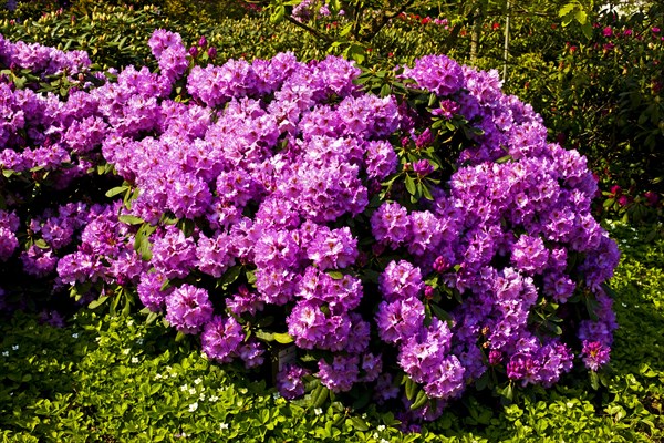 Azaleas