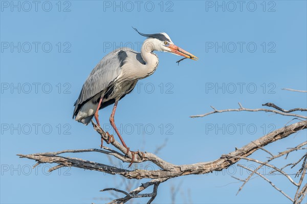 Grey heron