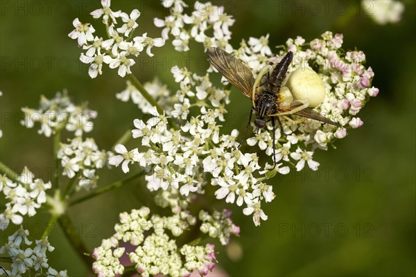 A goldenrod crab spider