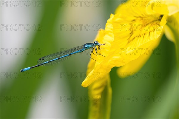 Azure damselfly