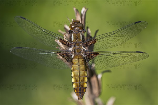 Broad-bodied chaser