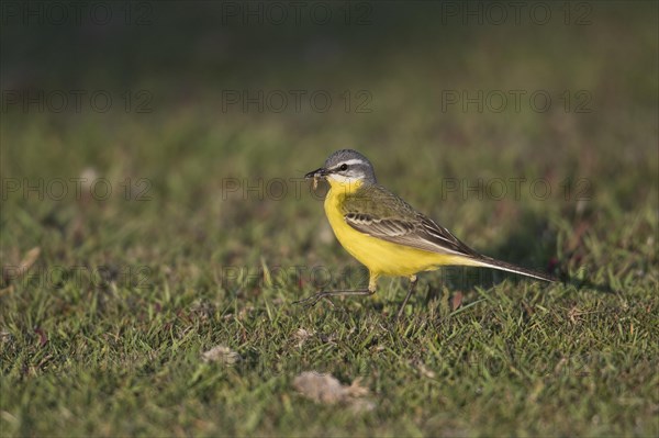 Western yellow wagtail