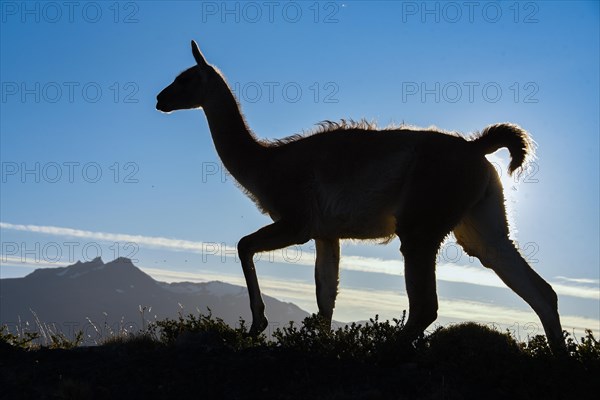 Guanaco