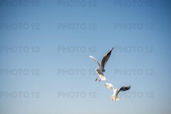 Pair of seagulls are flying in a sky as a background