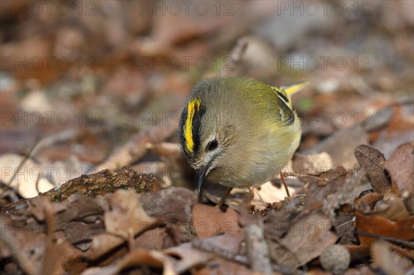 Winter Goldcrest