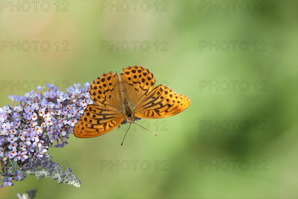 Silver-washed fritillary