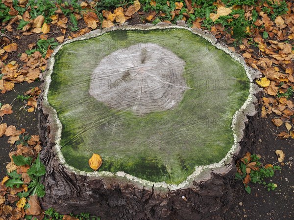 Ancient tree cross section with growth rings