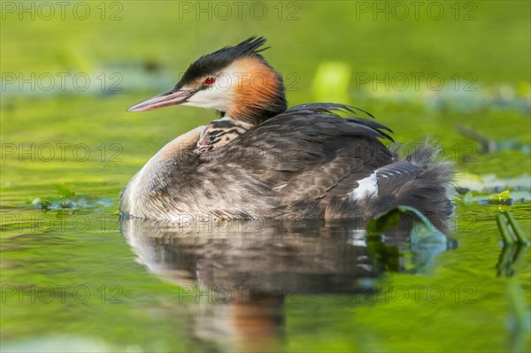 Great Crested Grebe