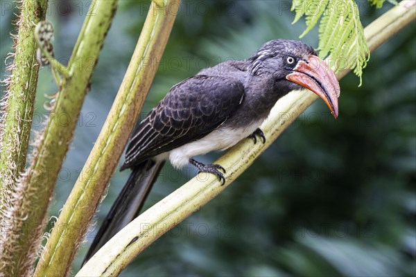 Crowned toko