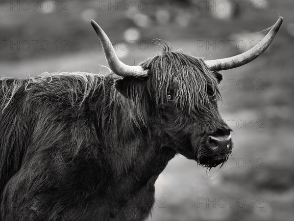 Scottish Highland Cattle