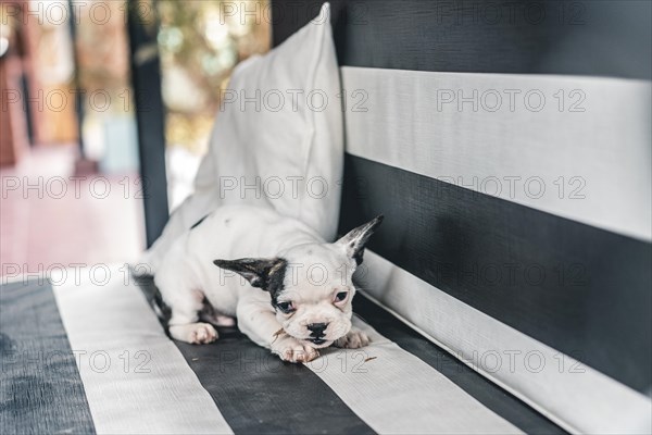 Little cute French bulldog with branch in its mouth on a garden chair. Copy space