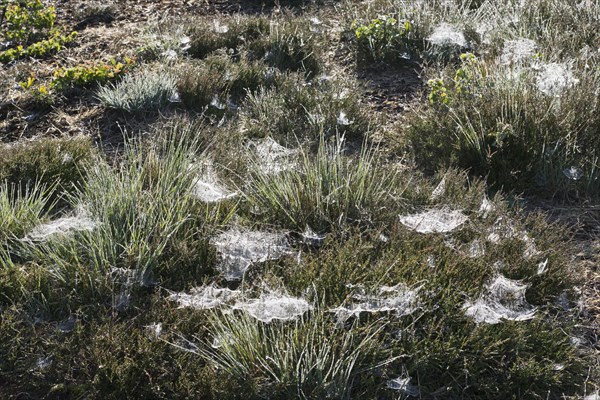 Dove-covered spider webs in ground vegetation