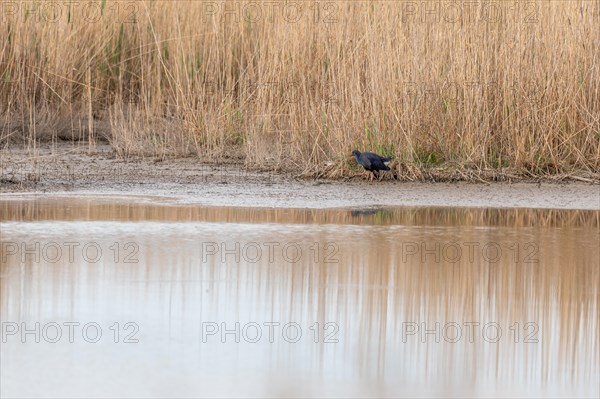 Western Swamphen