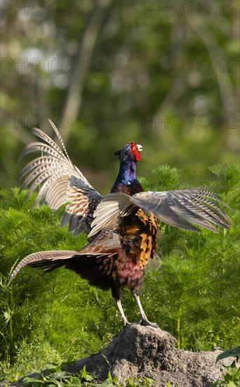 Pheasant