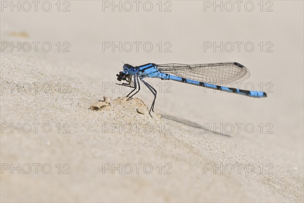 Common blue damselfly