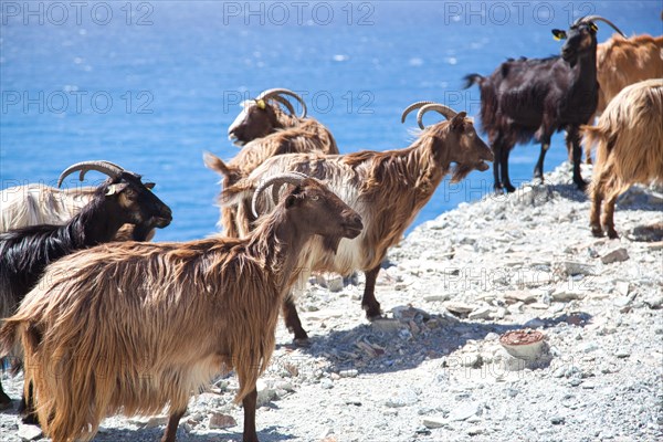 Corsican goats at Cap Corse