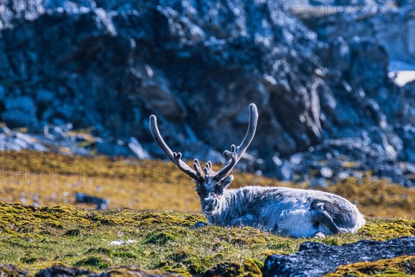 Svalbard Reindeer