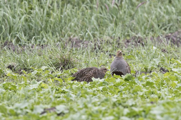 Gray partridges